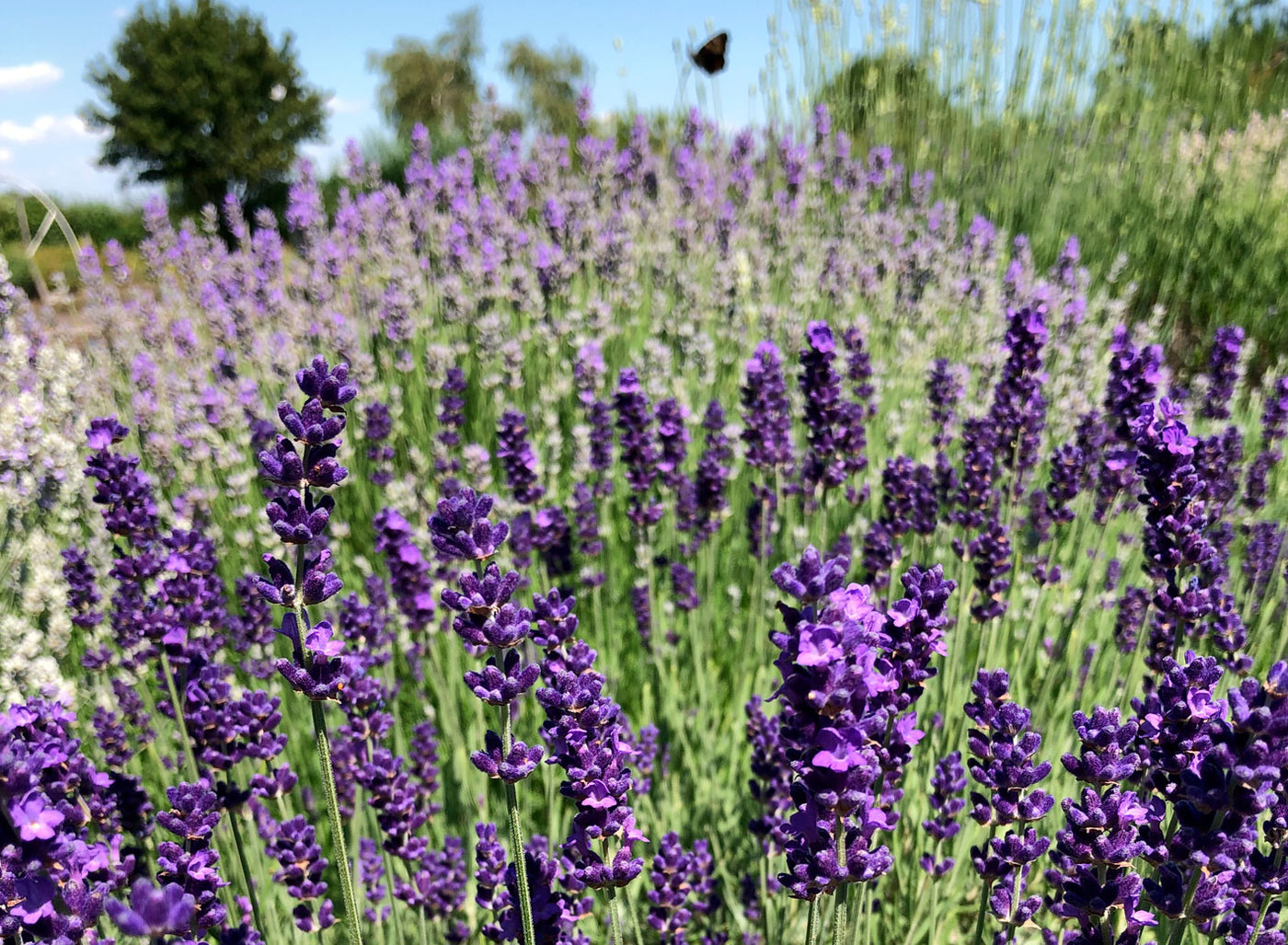 The Importance Of Using Culinary Lavender Vs Other Lavender