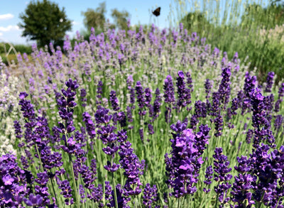 All about Herbs: Lavender (Lavandula)