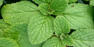 Jekka's Borage Soup