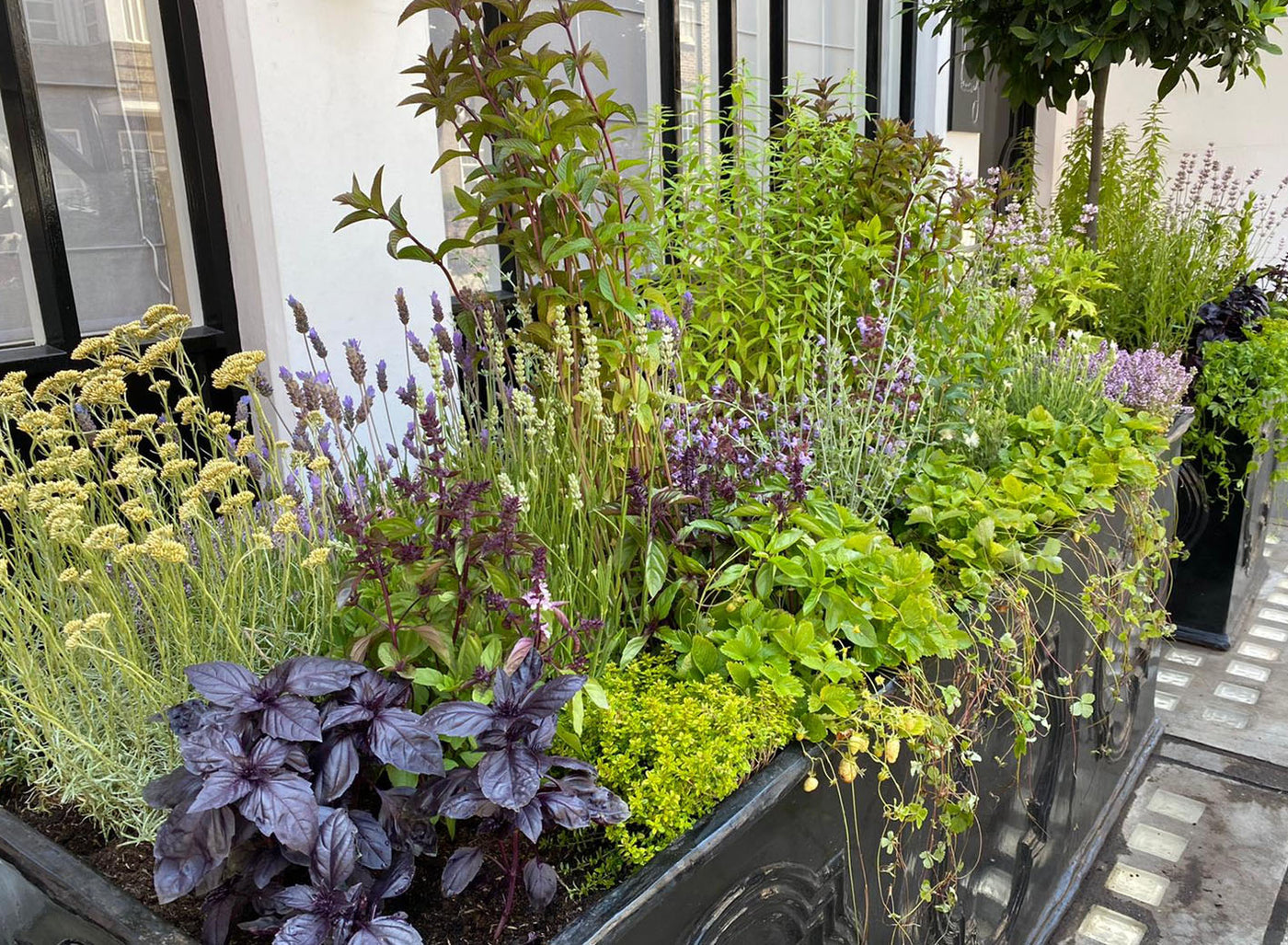 Jekka’s advice on growing herbs in containers and her top 10 herbs