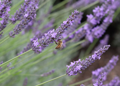 Grow herbs to save the bees