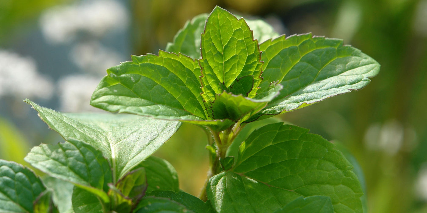 Jekka's advice on growing mint and her top 10 mint plants