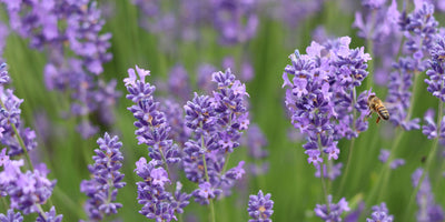 Celebrate Pollinators with Jekka's