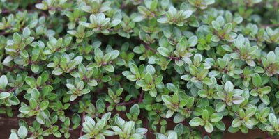 Three Seasonal Herb Drink Recipes