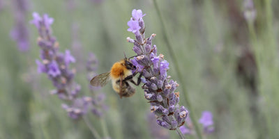Support Jekka's, a specialist herb farm.