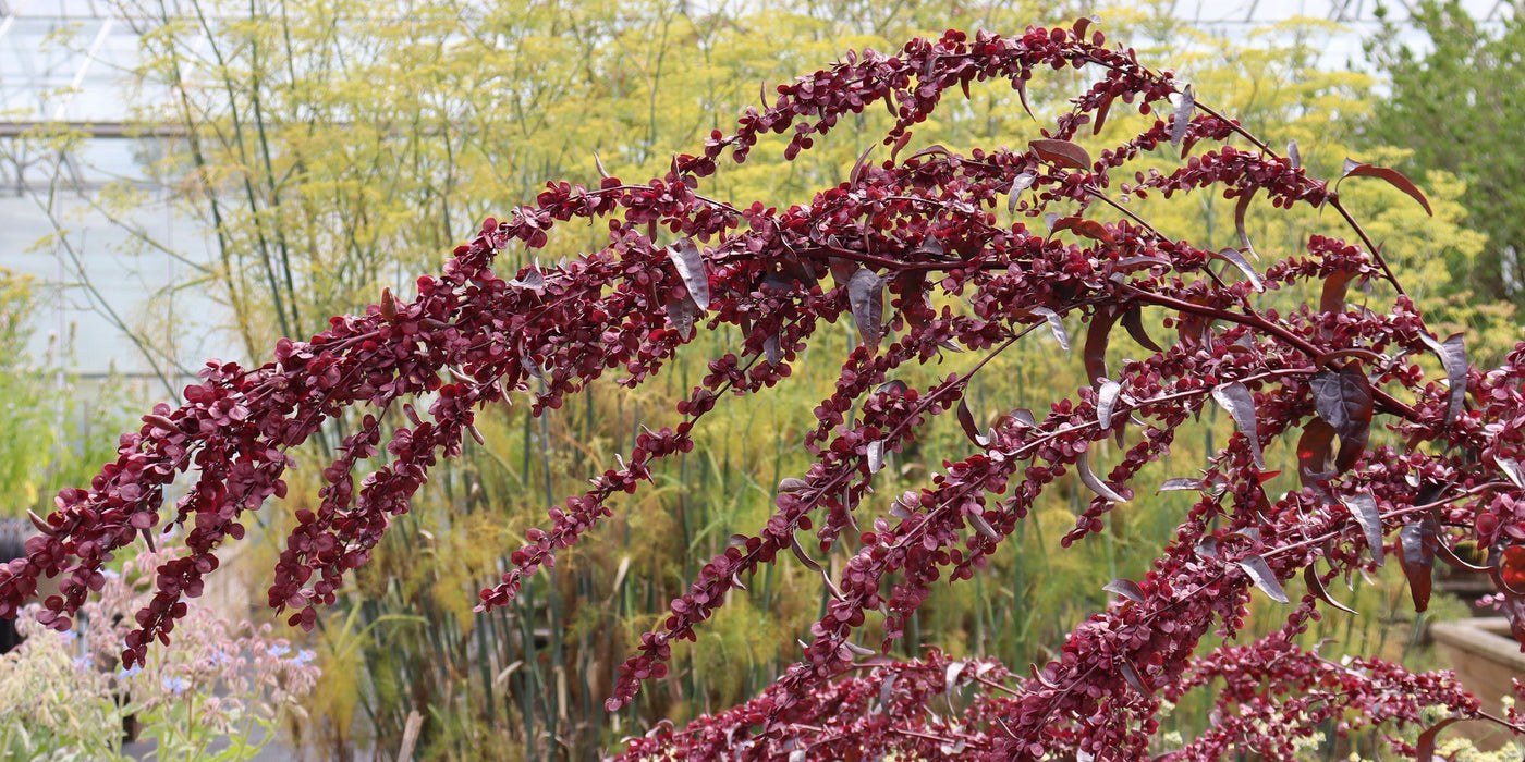 Prepare to sow your late summer and autumn herbs.