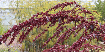 Prepare to sow your late summer and autumn herbs.