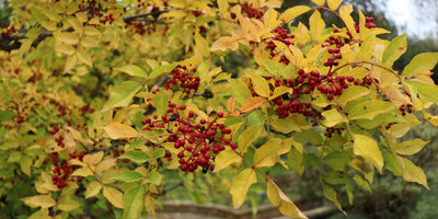 Jekka's tips when preparing your herb garden for winter