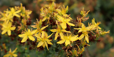 Celebrate the start of festive period with Herbs!