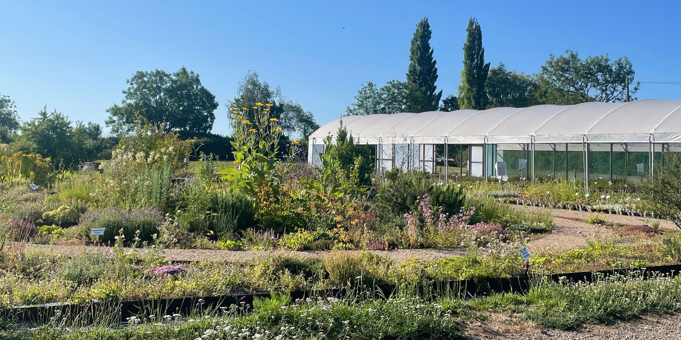 Summer in Jekka's Herb Garden