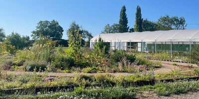 Summer in Jekka's Herb Garden