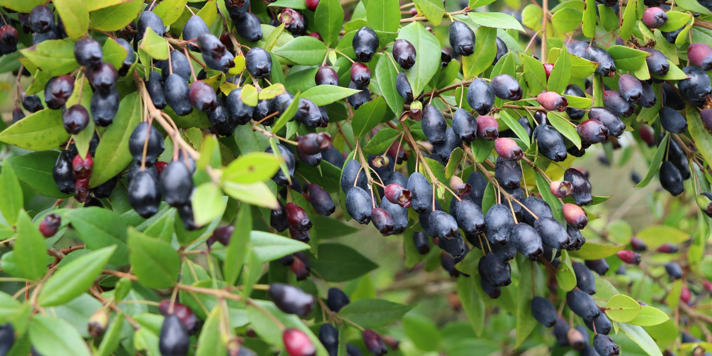 Share the love of herbs this season - spring master classes & Christmas gift ideas!