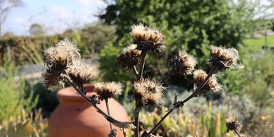 Looking after your Herbs in Autumn