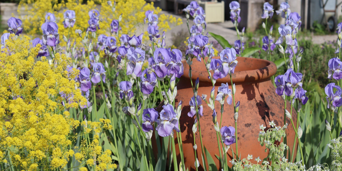 Join us for Jekka's Bee & Pollinator Herb Days