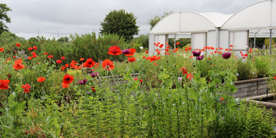 Enjoy Jekka's refreshing herbal infusions in your garden!