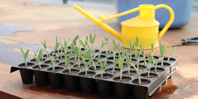 At Jekka's, we love to grow our own herbs!