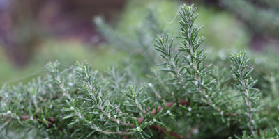Jekka's Autumn Evergreen Herbs