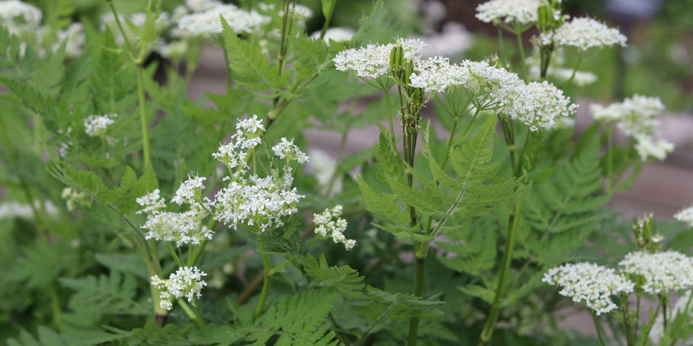 Introducing the Apiaceae Herb Family