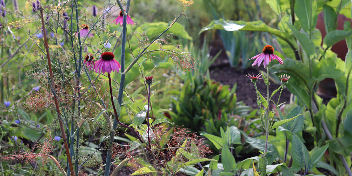 Late Summer in Jekka’s Herb Garden – Jekka’s top 10 favourite herbs