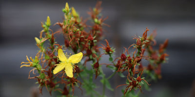 Jekka's tips on sowing & collecting herb seeds in late summer