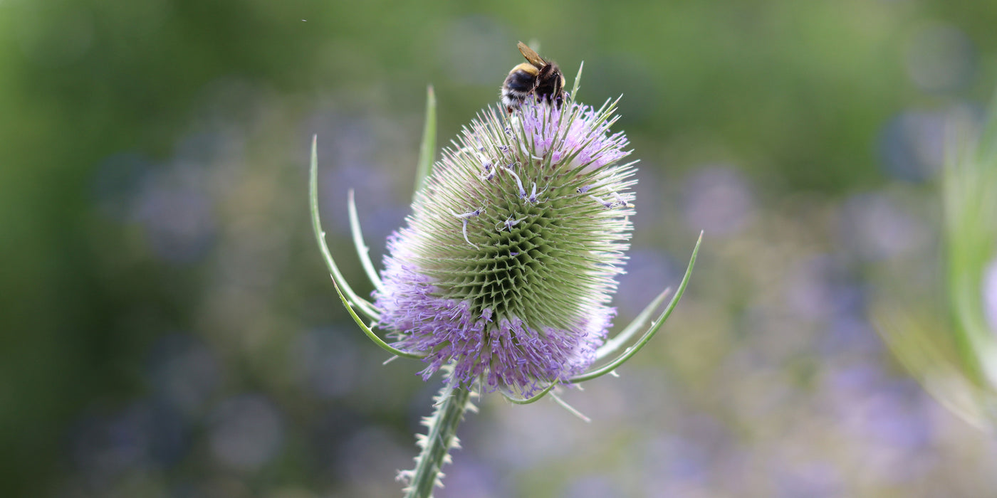 Become a sustainable gardener with Jekka's