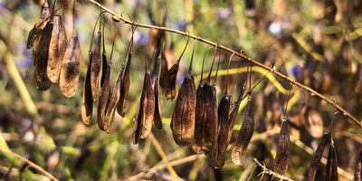 In Praise of the Self-Seeder: Why Volunteer Plants Deserve a Place in the Garden