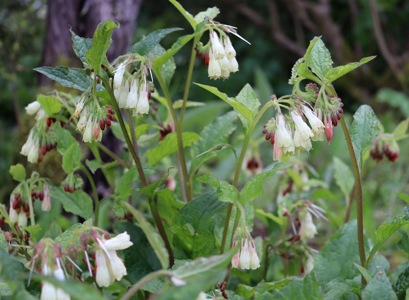 Jekka's guide to organic gardening & maintaining soil health