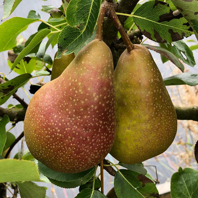 Jekka's Eastern Promise Poached Pears