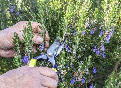 Jekka's videos on pruning herbs