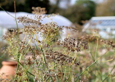 Jekka's Fifteen  Herb Seeds For Spring