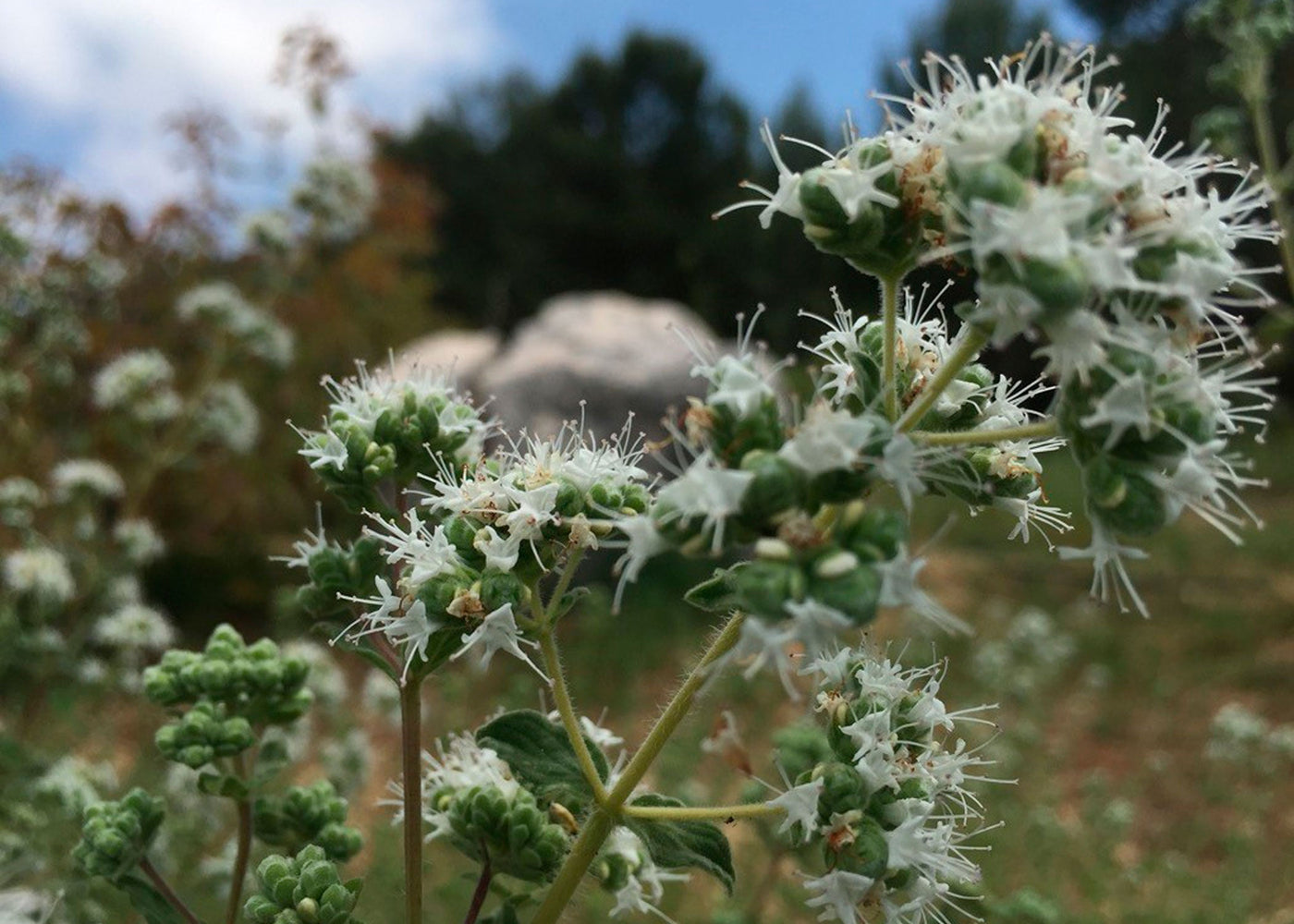 Jekka's Medicinal Herb Days Artisan Stalls