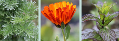 Jekka's Medicinal Herb Days, this April