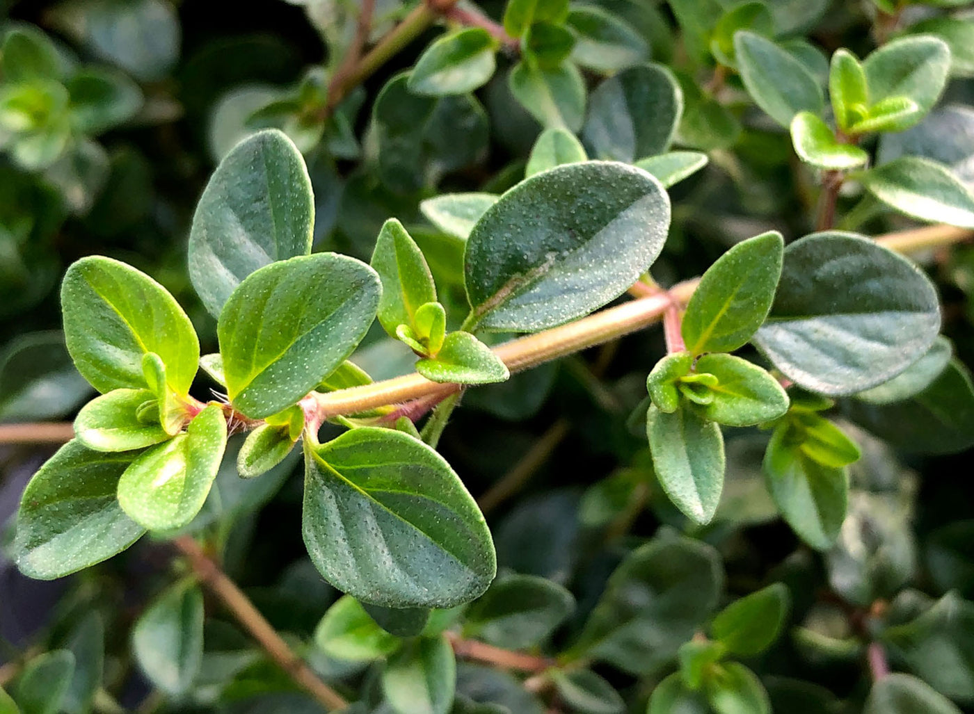 Jekka's thyme disinfectant