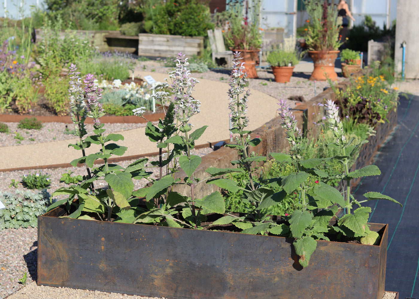 Jekka’s 10 essential tips to create the perfect kitchen garden