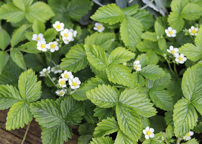 Come and enjoy the summer-time in Jekka's Herb Garden at our Open Days or at Jekka's HerbFest!