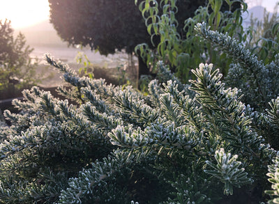 Jekka's favourite 12 herbs for Christmas