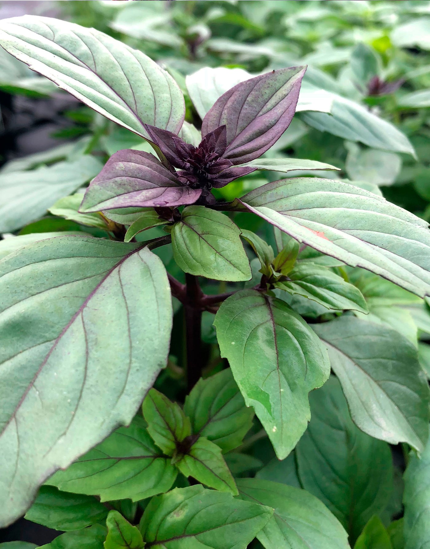 Jekkapedia: Basil (Ocimum)