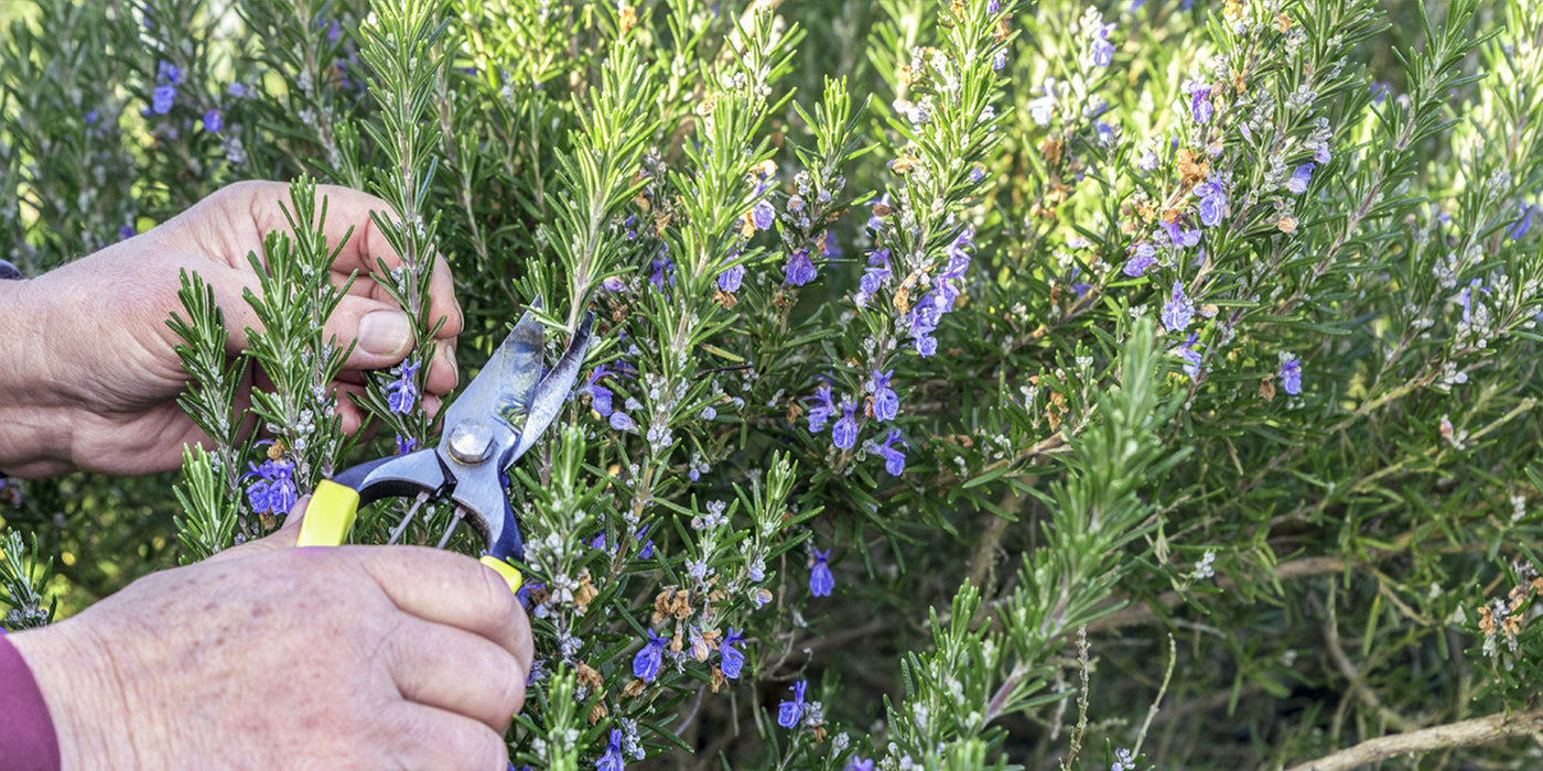 For the garden: herb garden tools, gifts, feed and products