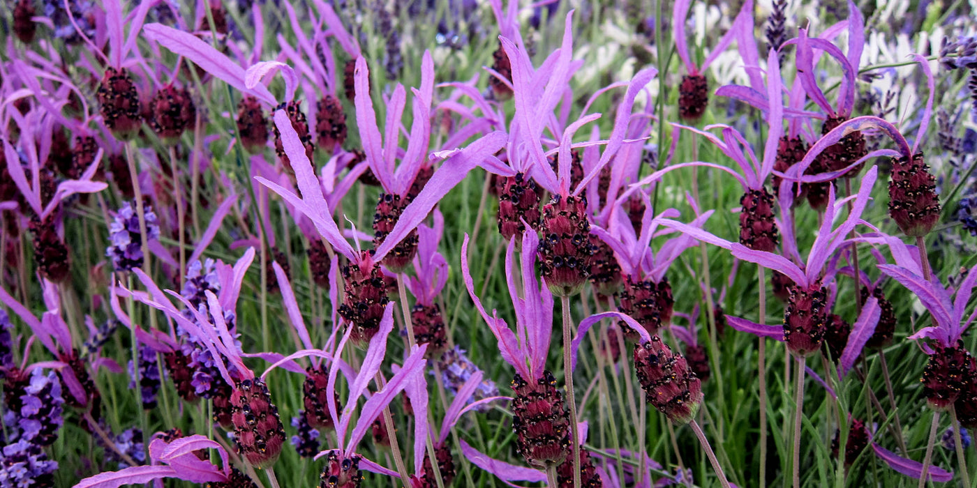 Jekkapedia: Lavender (Lavandula)