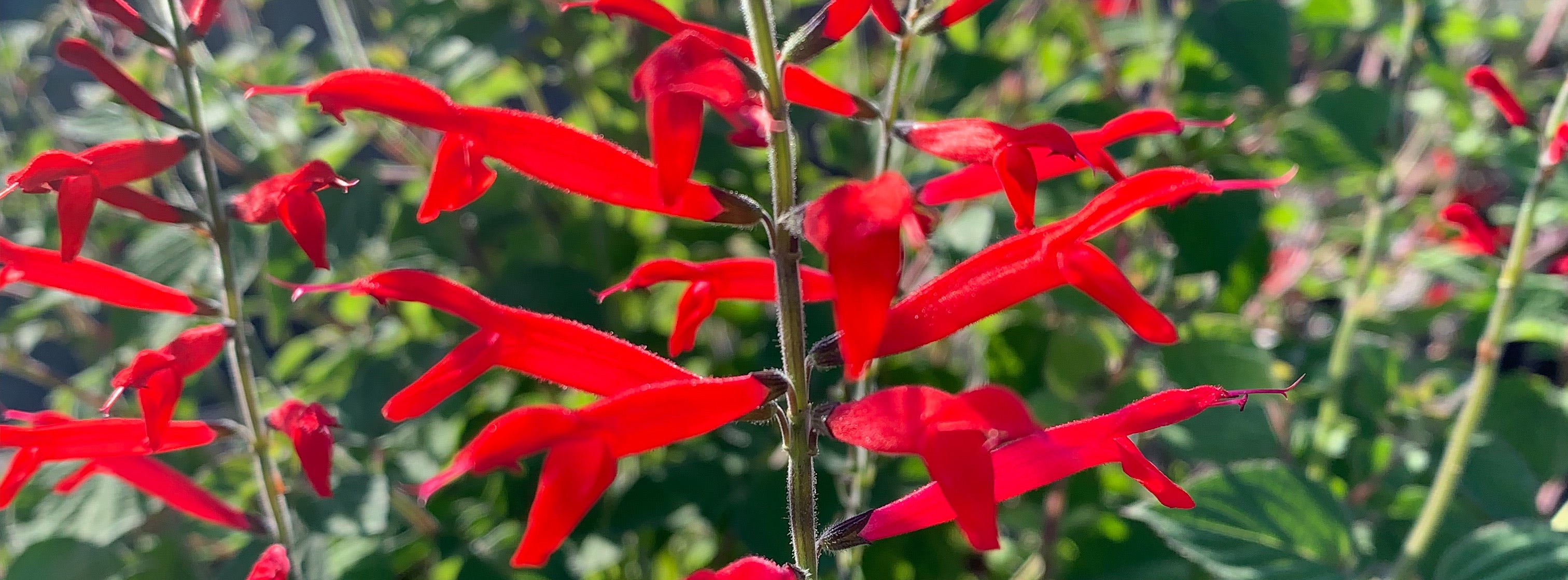 Jekkapedia: List of herb plants in the Sage (Salvia) genus  Jekka's