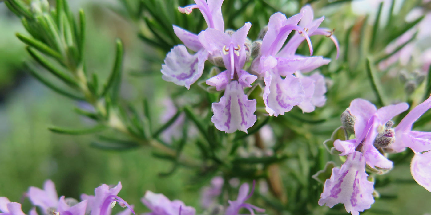 Jekkapedia: Rosemary (Salvia rosmarinus)