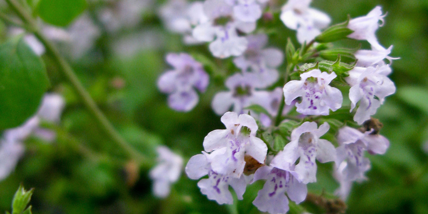 Jekkapedia: Lamiaceae family