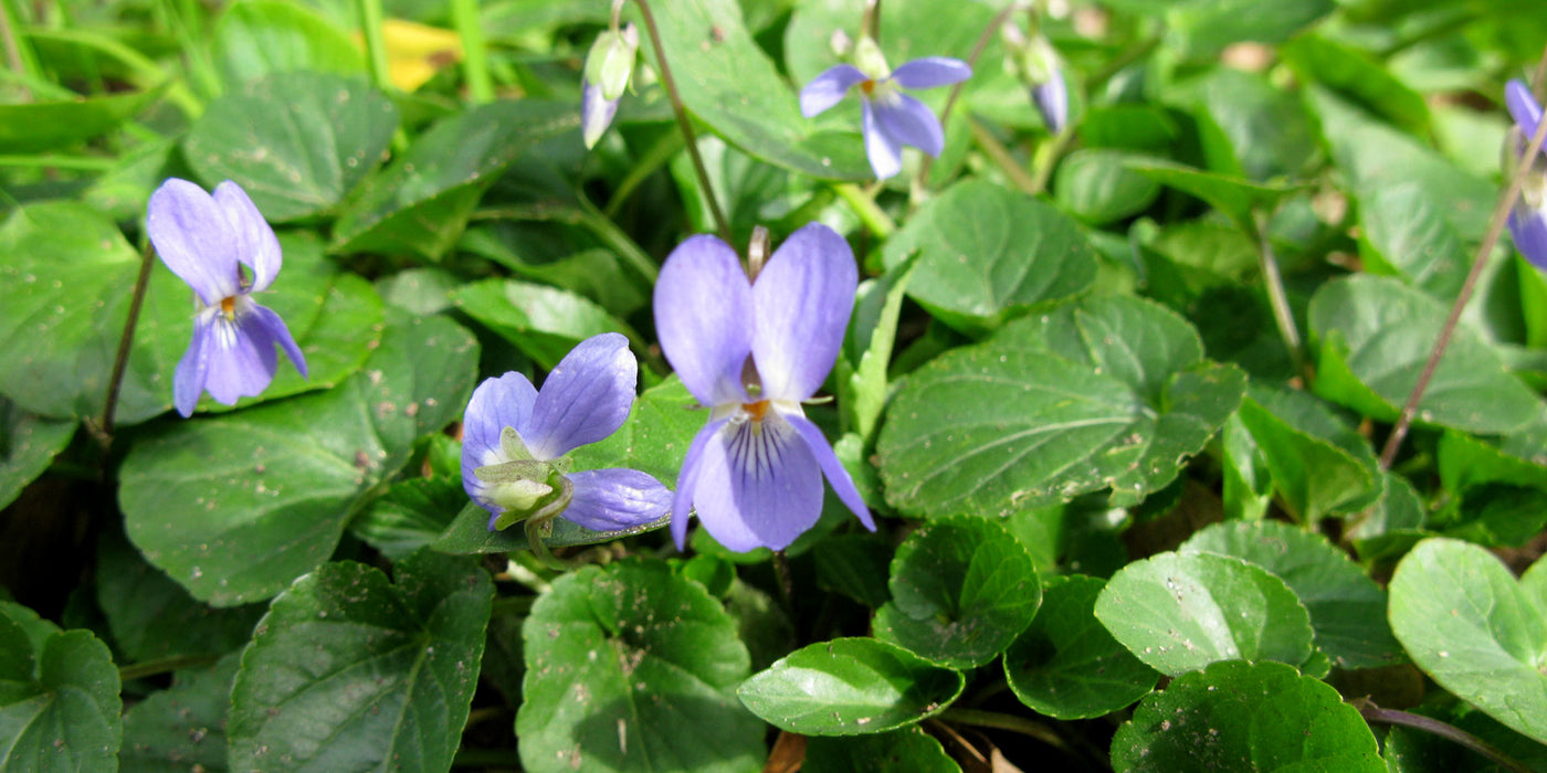 Jekkapedia: UK native herbs