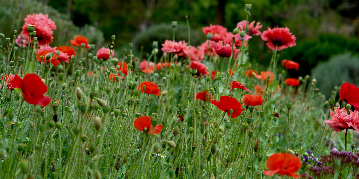 Jekkapedia: Annual herbs