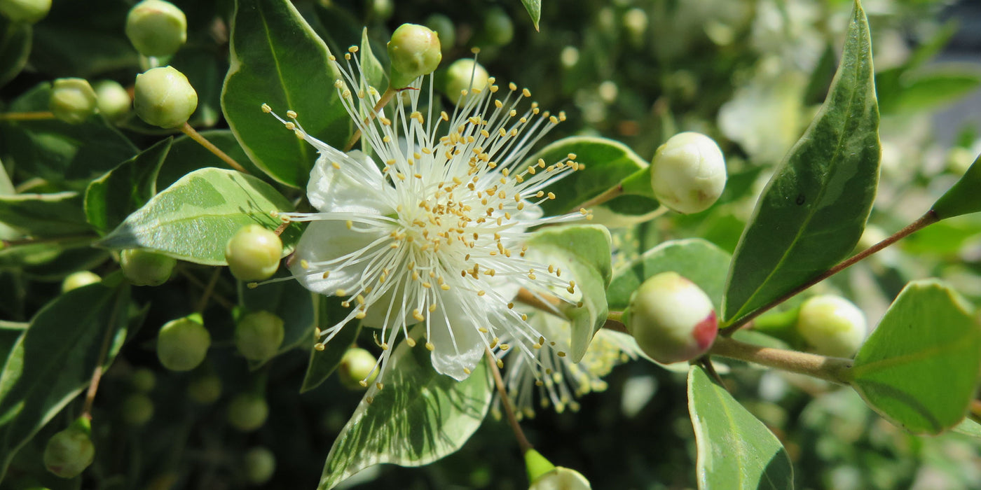 Jekkapedia: Myrtaceae family