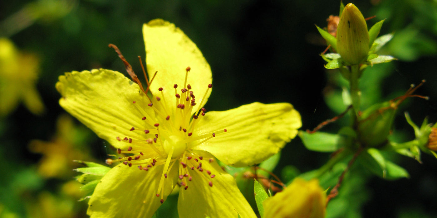 Jekkapedia: Medicinal herbs