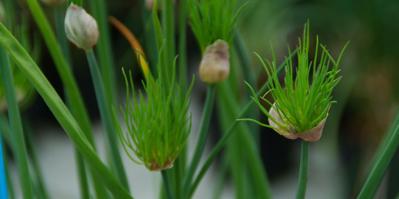 Alliaceae