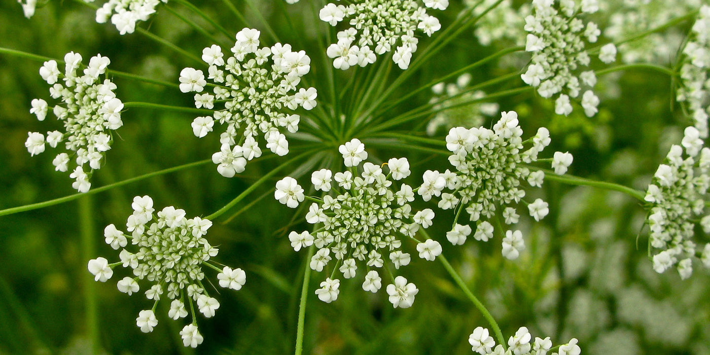 Jekkapedia: Apiaceae family