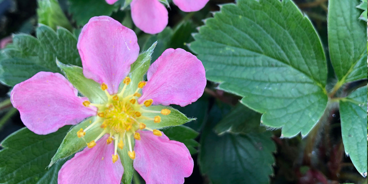 Rosaceae
