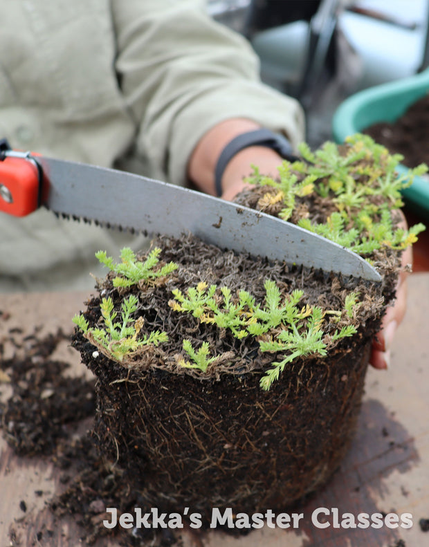 How to grow herbs: division and potting up (Half-day), 10th October 2025